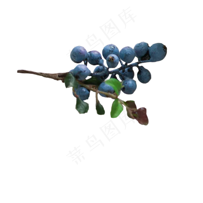 一串蓝莓水果下载(2000X2000(DPI:300))psd模版下载