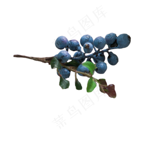 一串蓝莓水果下载