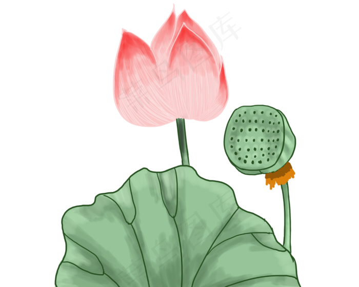 荷花荷叶莲蓬荷花