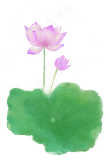 水墨中国风手绘荷花