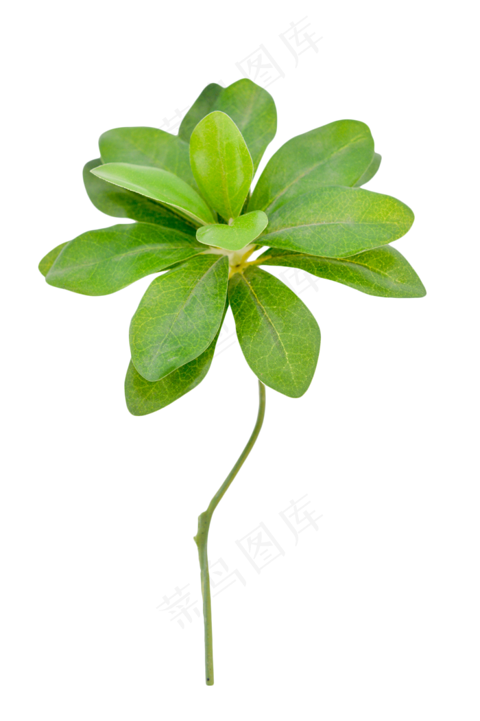 植物树叶叶子