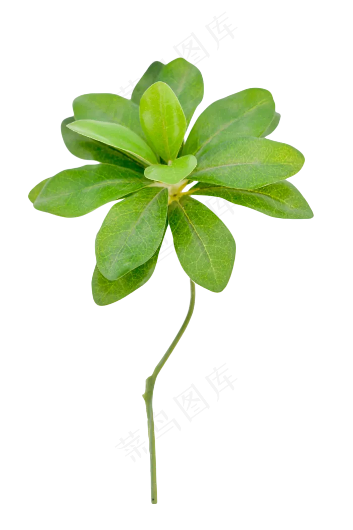植物树叶叶子(2000X2490(DPI:300))