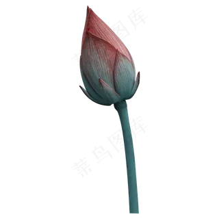 含苞待放的荷花