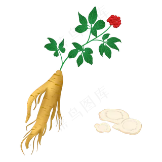 养生人参插图装饰,免抠元素