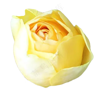 淡黄色玫瑰