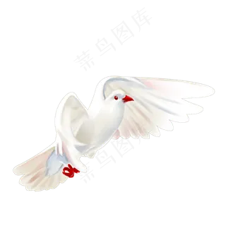 飞翔的鸽子 飞翔的鸽子