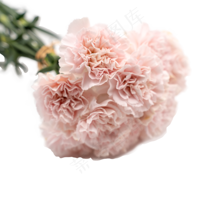 康乃馨花束一把粉色花鲜花