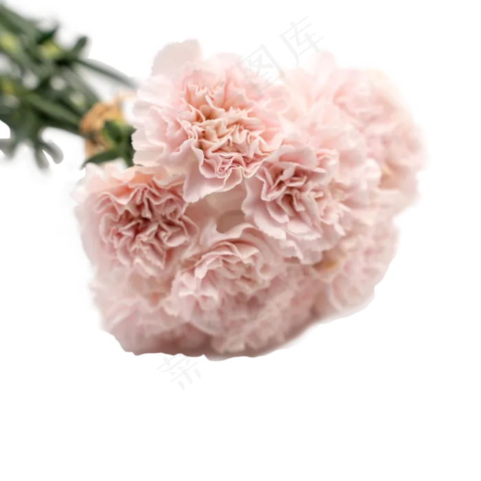 康乃馨花束一把粉色花鲜花
