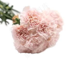 康乃馨花束一把粉色花鲜花