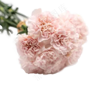 康乃馨花束一把粉色花鲜花