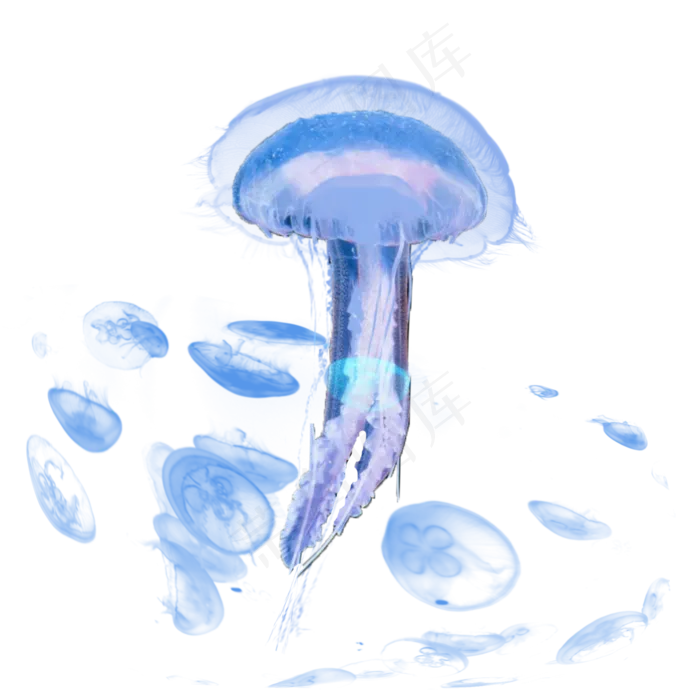 紫色海洋生物水母元素,免抠元素(2000*2000px 300 dpi )psd模版下载