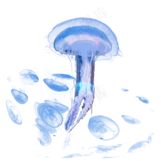 紫色海洋生物水母元素,免抠元素