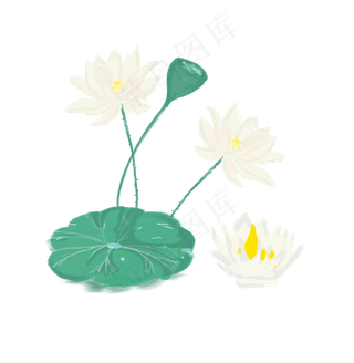 处暑节气白荷花免抠图