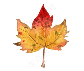 黄色枫叶秋天秋季黄色枫叶秋天