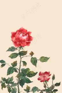 中国风古风月季花 中国风古风月季花