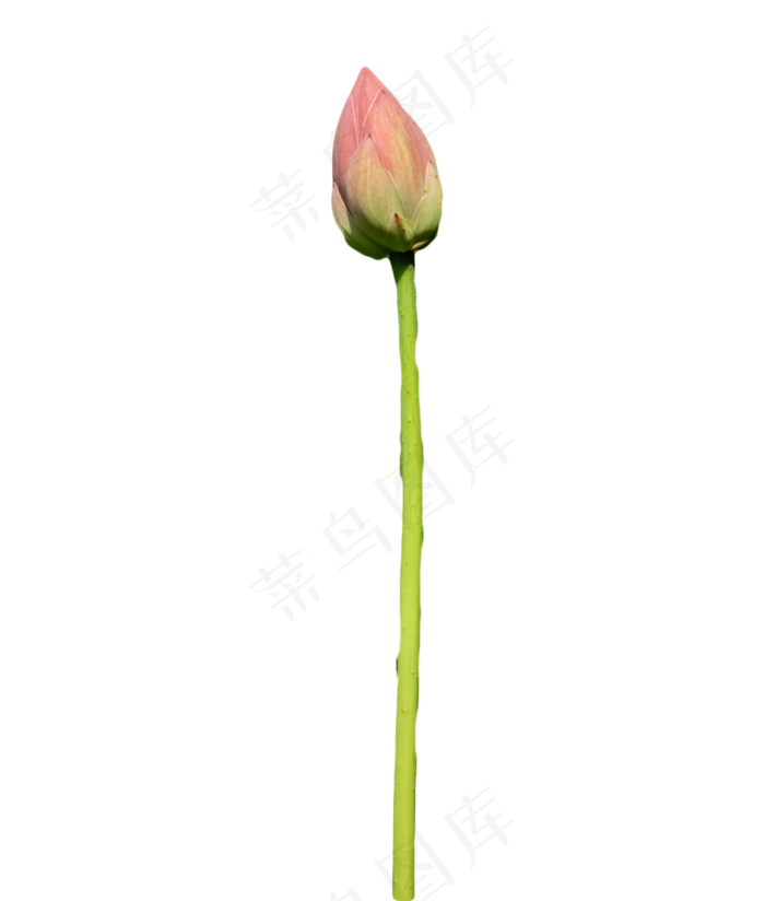荷花花蕊花苞