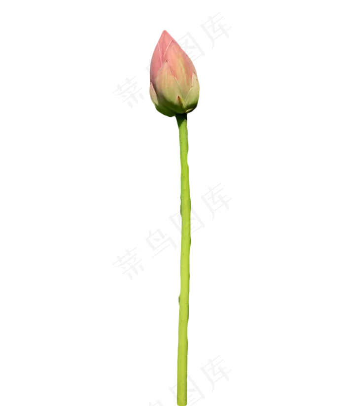 荷花花蕊花苞(1307X1538(DPI:300))psd模版下载