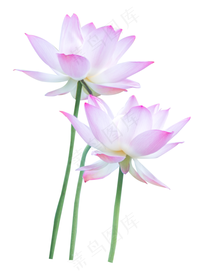 荷花粉色(1885X2481(DPI:300))psd模版下载