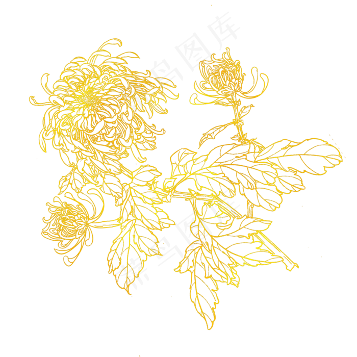 金色花线条菊花素材(2000X2000(DPI:300))psd模版下载