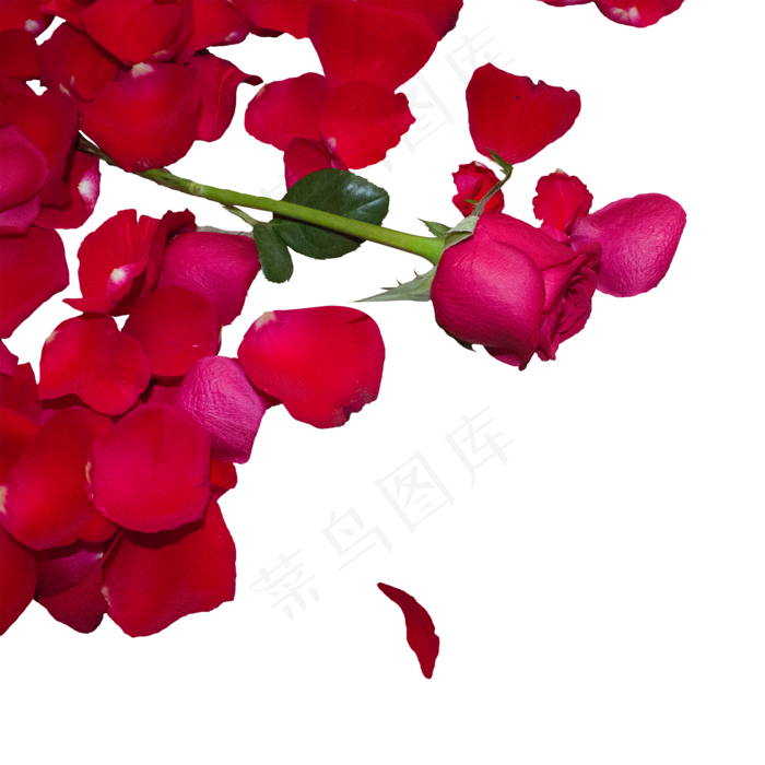 大红色玫瑰花和玫瑰花瓣