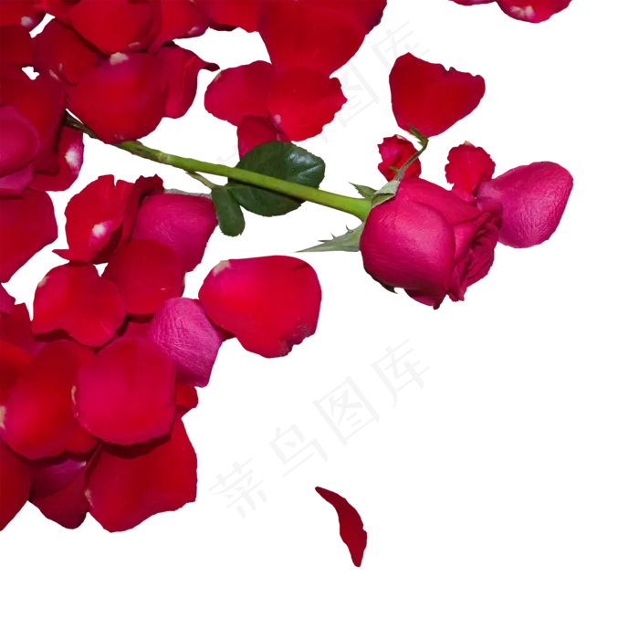 大红色玫瑰花和玫瑰花瓣(2000X2000(DPI:150))