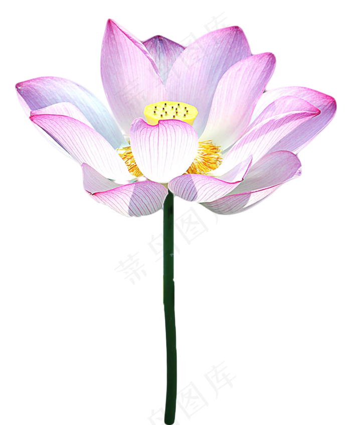 荷花莲花