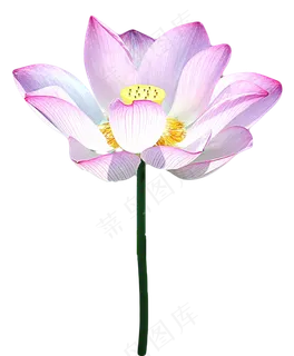 荷花莲花 荷花莲花