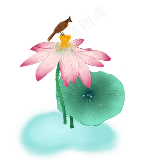 夏季荷花荷叶小鸟