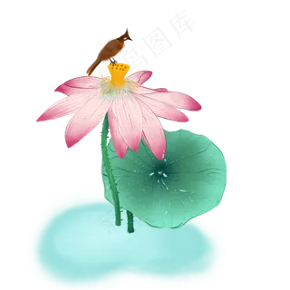 夏季荷花荷叶小鸟