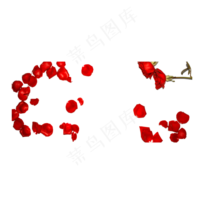 玫瑰花瓣实拍（png免抠）