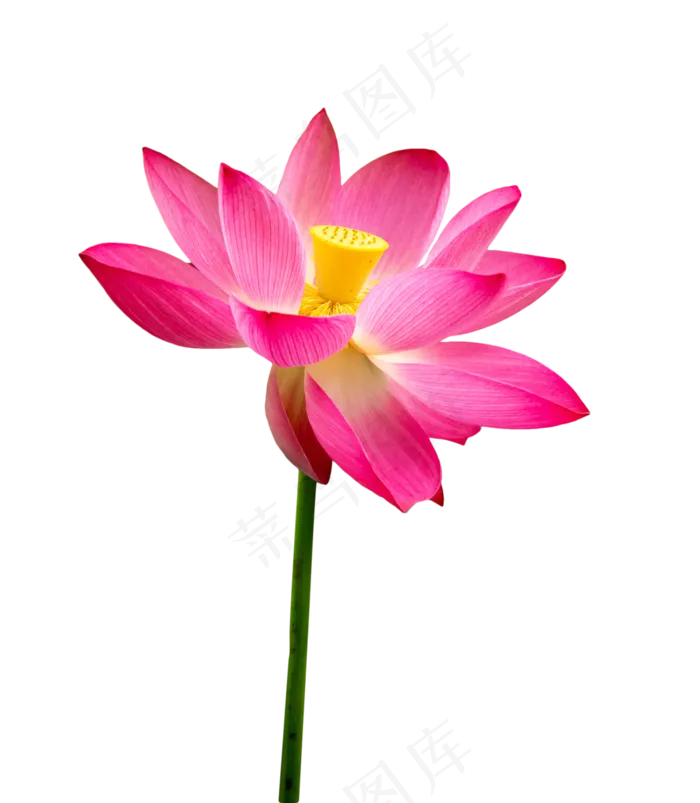 玫红色荷花莲花(2000X2000(DPI:300))