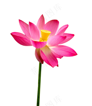 玫红色荷花莲花