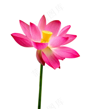 玫红色荷花莲花