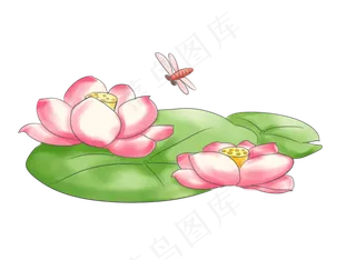荷花花朵蜻蜓