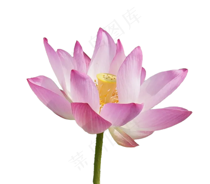 盛开美丽荷花(2000X3000(DPI:300))