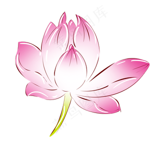 植物粉红色荷花