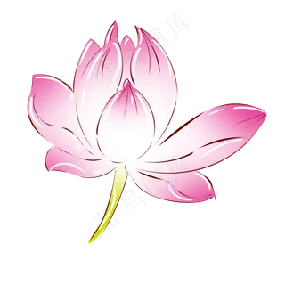 植物粉红色荷花