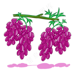 葡萄种植水果生长绿色紫色