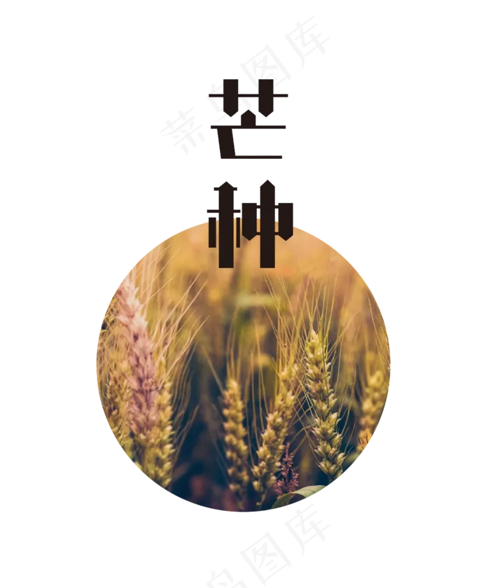 芒种节气麦穗(2500X3000(DPI:300))psd模版下载