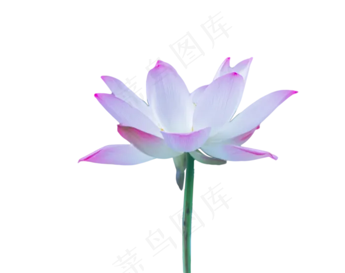 夏日荷花(1527X1210(DPI:300))psd模版下载