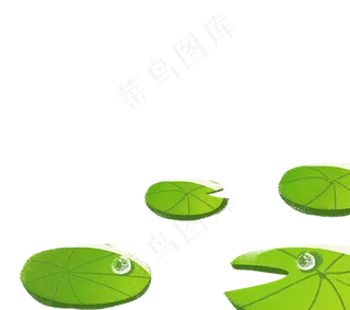 绿色荷叶