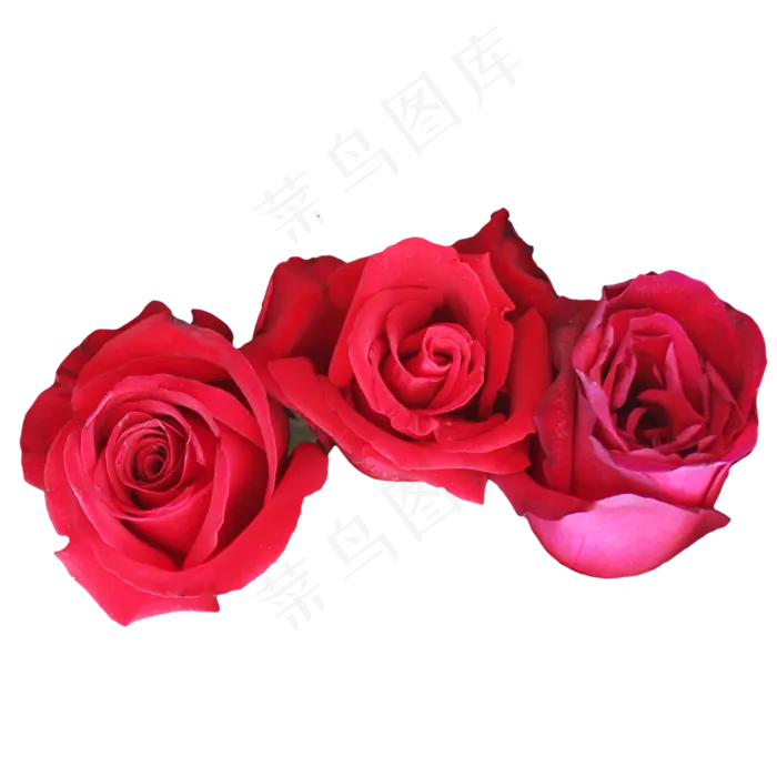鲜花玫瑰(3000X3000(DPI:299))