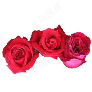鲜花玫瑰