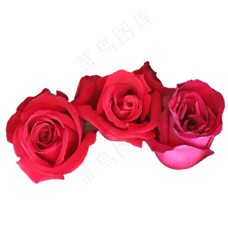 鲜花玫瑰