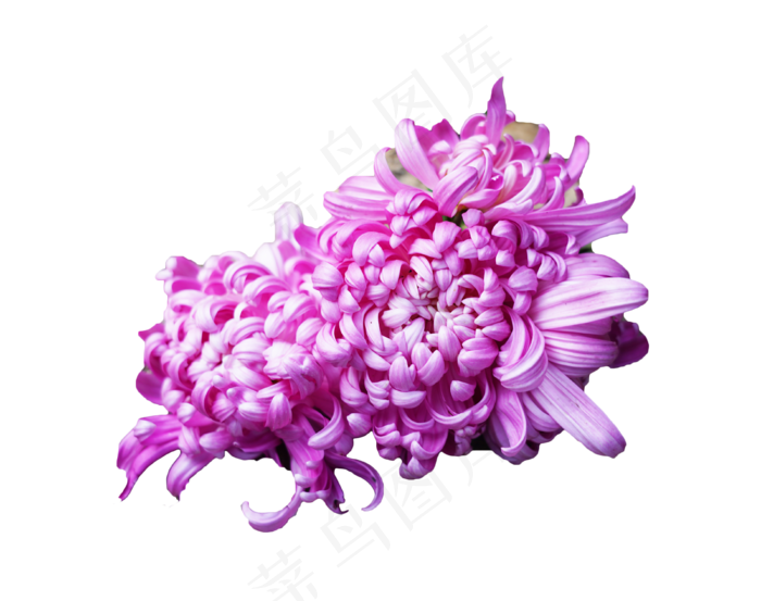 紫色菊花,免抠元素(3800*3000px 300 dpi )