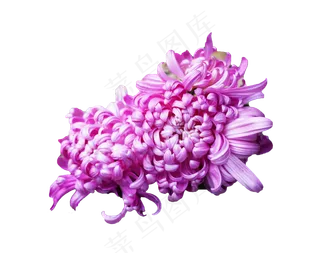 紫色菊花,免抠元素
