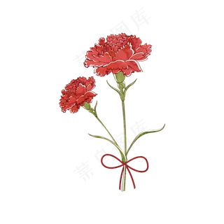 花花朵花色花瓣康乃馨红色