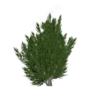 灌木模型,免抠元素