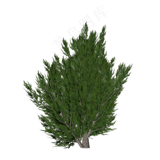 灌木模型,免抠元素