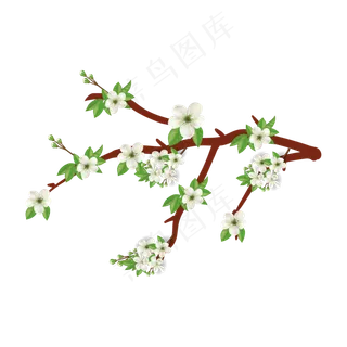 漂亮梨花花朵 漂亮梨花花朵